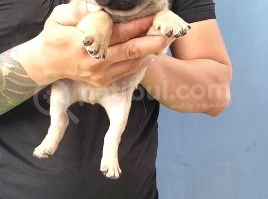 Pug Yavruları