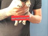 Pug Yavruları