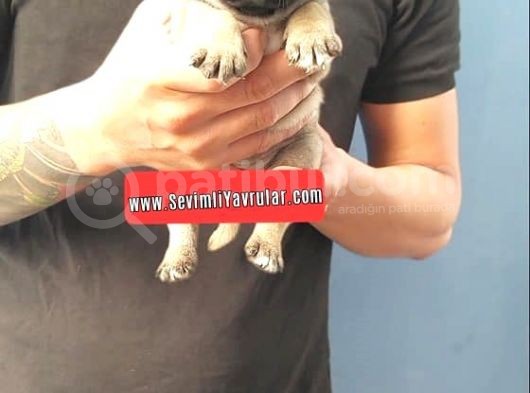 Pug Yavruları görsel