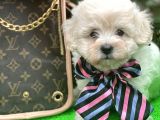 Xxs Tüy Dökmez Koku Yapmaz  Maltipoo