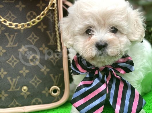 Xxs Tüy Dökmez Koku Yapmaz  Maltipoo görsel