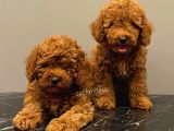 Baby Face Red Brown Toy Poodle Erkek Yavrularımız