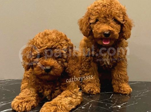Baby Face Red Brown Toy Poodle Erkek Yavrularımız görsel