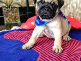 Pug Mops Yavrulari