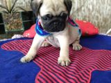 Pug Mops Yavrulari
