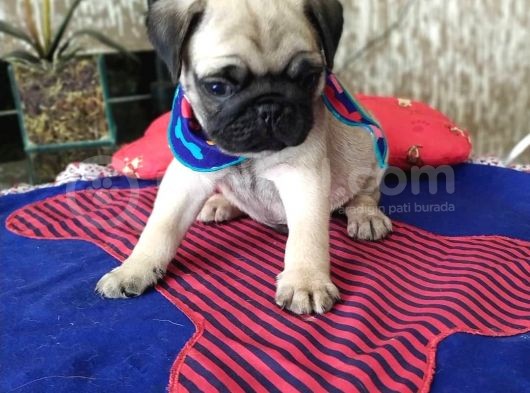 Pug Mops Yavrulari görsel