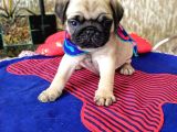 Pug Mops Yavrulari