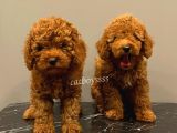 Baby Face Red Brown Toy Poodle Erkek Yavrularımız