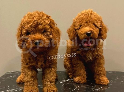 Baby Face Red Brown Toy Poodle Erkek Yavrularımız