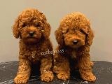 Baby Face Red Brown Toy Poodle Erkek Yavrularımız