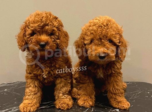 Baby Face Red Brown Toy Poodle Erkek Yavrularımız görsel