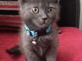 Çok Acil British Shorthair
