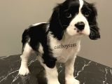 Siyah Beyaz King Charles Cavalier Erkek Yavrumuz