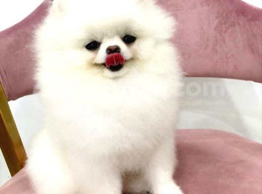 Pomerani̇an Boo Yavrulari görsel