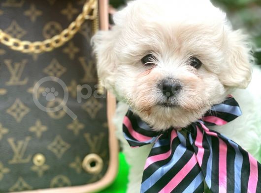 Xxs Tüy Dökmez Koku Yapmaz  Maltipoo