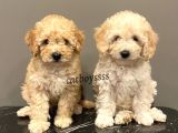 Apricot Toy Poodle Dişi Ve Erkek Yavrularımız