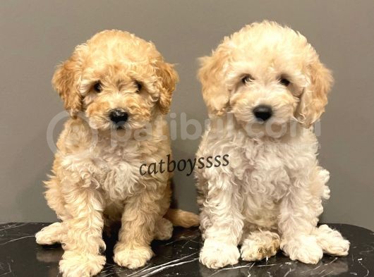 Apricot Toy Poodle Dişi Ve Erkek Yavrularımız görsel