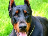 Orji̇nal Doberman Yavrularimiz