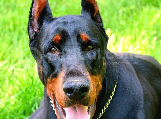 Orji̇nal Doberman Yavrularimiz