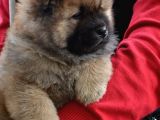 Chow Chow (Çin Aslanı) Yavruları