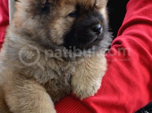 Chow Chow (Çin Aslanı) Yavruları görsel