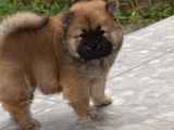 Chow Chow (Çin Aslanı) Yavruları