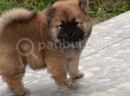 Chow Chow (Çin Aslanı) Yavruları görsel