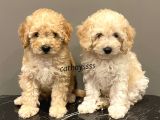 Apricot Toy Poodle Dişi ve Erkek Yavrularımız