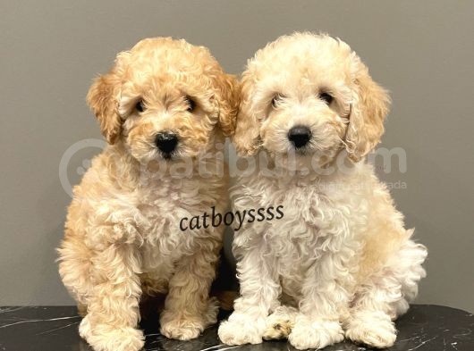 Apricot Toy Poodle Dişi Ve Erkek Yavrularımız görsel
