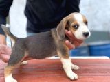 Orjinal Beagle Yavrular