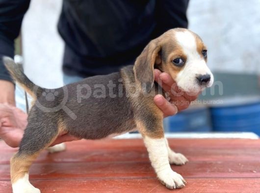 Orjinal Beagle Yavrular görsel