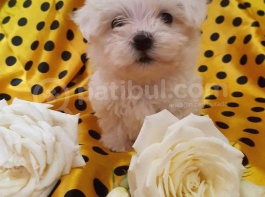 Güzel Maltese Terri̇er Yavruları görsel