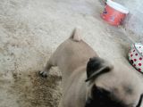 Safkan Pug Mops Yavrular