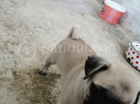 Safkan Pug Mops Yavrular görsel