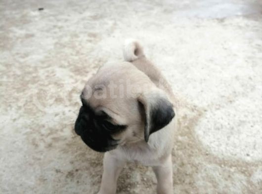 Safkan Pug Mops Yavrular görsel