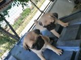 Safkan Pug Mops Yavrular