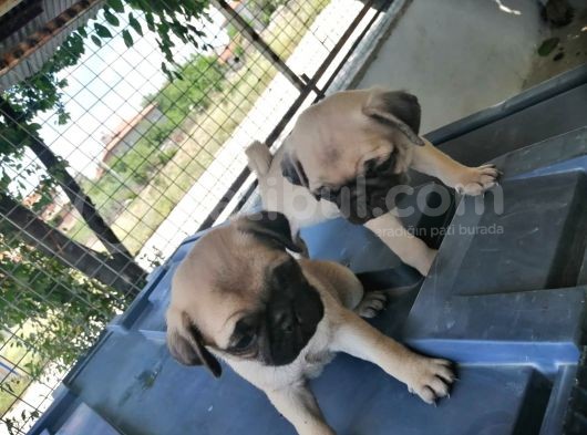 Safkan Pug Mops Yavrular