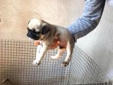 Safkan Pug Mops Yavrular