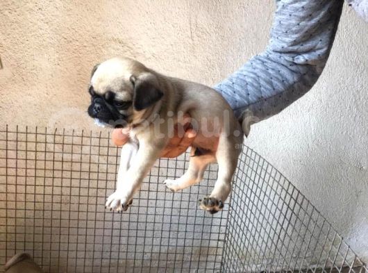 Safkan Pug Mops Yavrular görsel