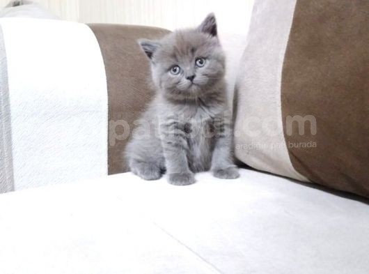 A Kalite 3 Dişi 1 Erkek Ayı Surat British Shorthair görsel