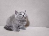 A Kalite 3 Dişi 1 Erkek Ayı Surat British Shorthair