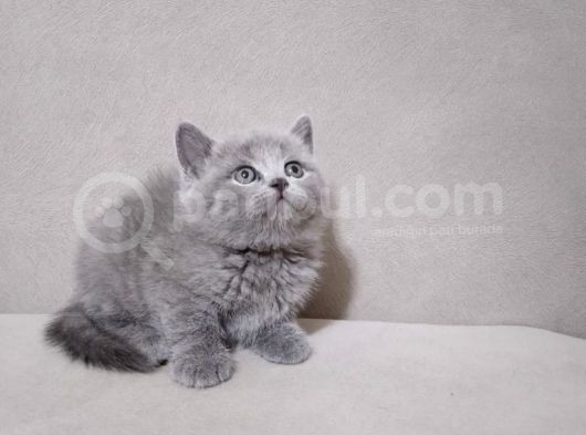 A Kalite 3 Dişi 1 Erkek Ayı Surat British Shorthair görsel