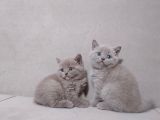 A Kalite 3 Dişi 1 Erkek Ayı Surat British Shorthair
