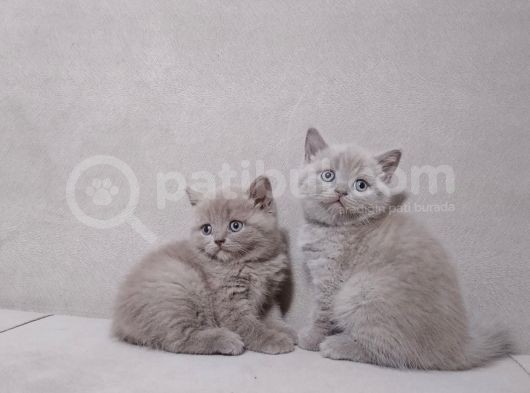 A Kalite 3 Dişi 1 Erkek Ayı Surat British Shorthair görsel
