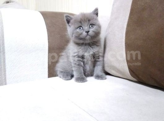 A Kalite 3 Dişi 1 Erkek Ayı Surat British Shorthair görsel