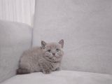 A Kalite 3 Dişi 1 Erkek Ayı Surat British Shorthair