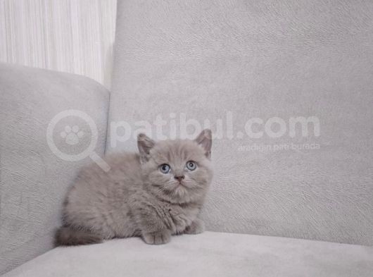 A Kalite 3 Dişi 1 Erkek Ayı Surat British Shorthair görsel