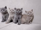 A Kalite 3 Dişi 1 Erkek Ayı Surat British Shorthair