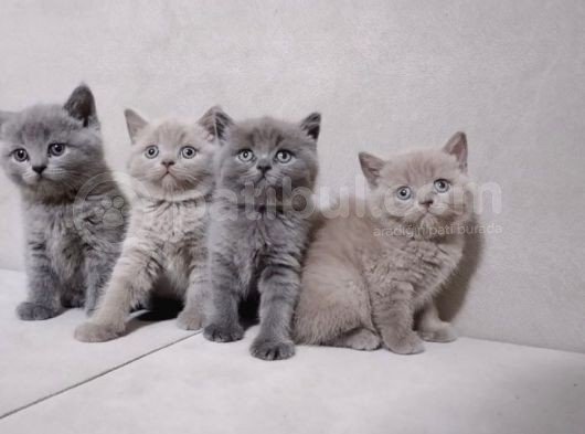 A Kalite 3 Dişi 1 Erkek Ayı Surat British Shorthair