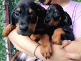 Sevimli Rottweiler Yavrular